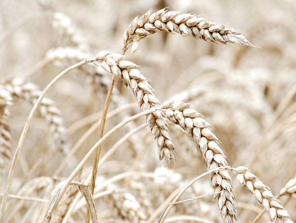 Harvest - The Natural World