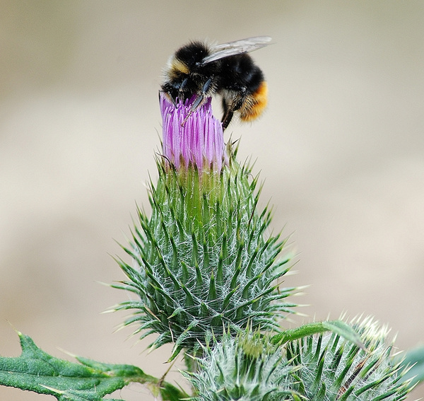 Busy Bee - The Natural World