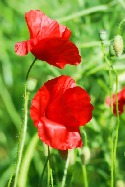Poppy - The Natural World