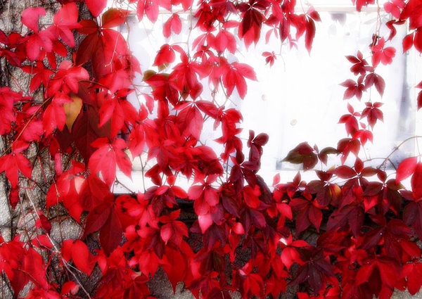 Autumn Leaves - Creative