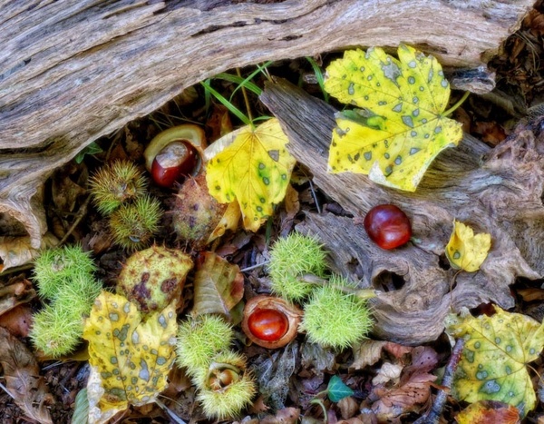Autumn Fall - The Natural World