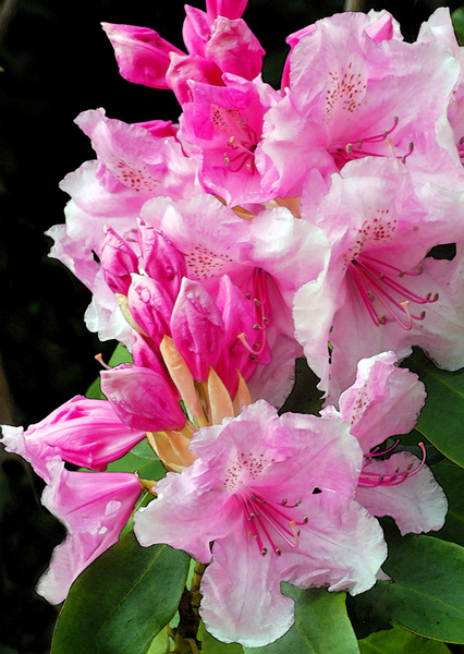 Pretty In Pink - The Natural World