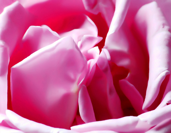 Rose Blush - The Natural World