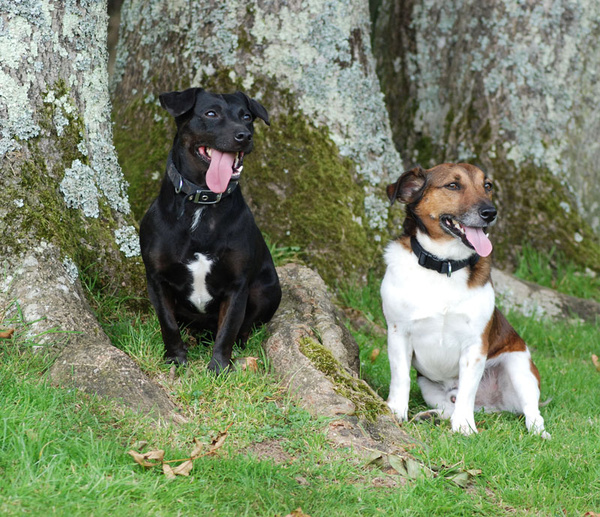 Jay & Buster - Portraiture & Weddings