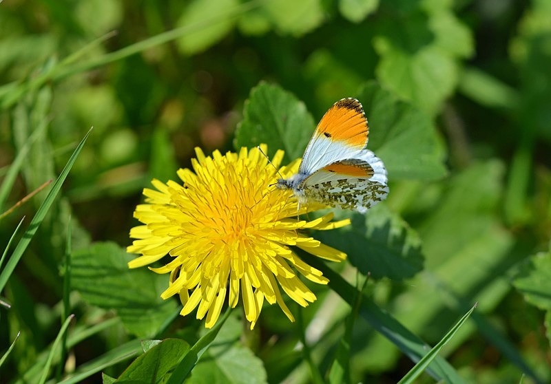 Orange Tip - Butterflies