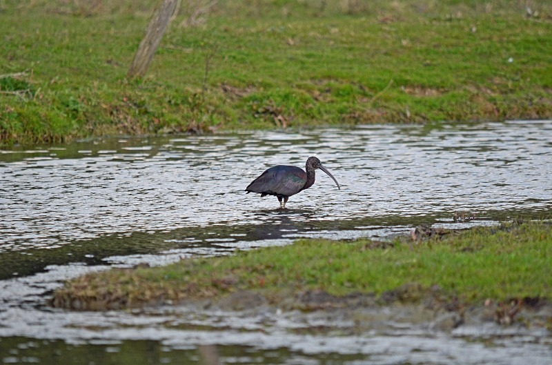 Glossy Ibis - Ibises