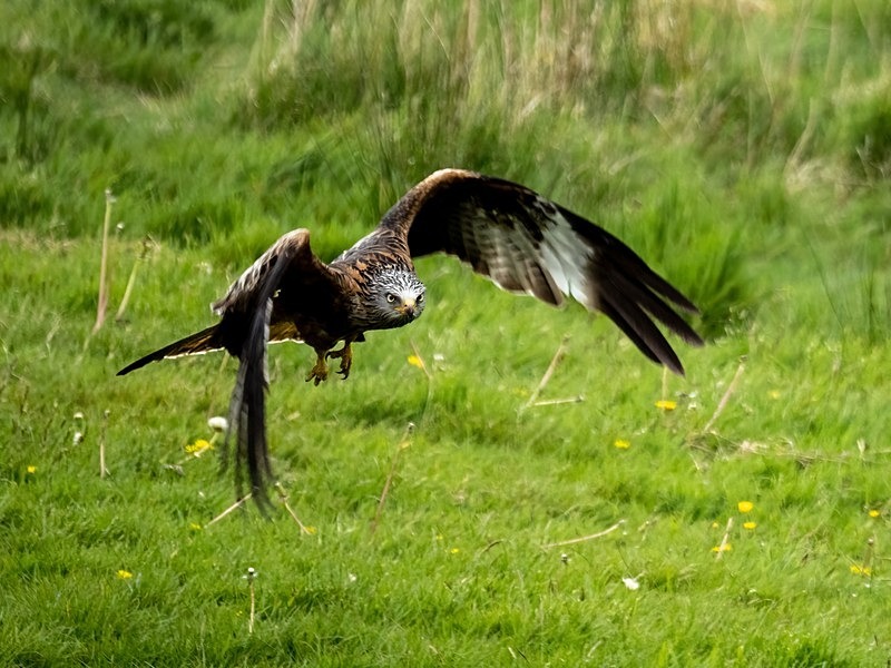 Red Kite - Birds of prey