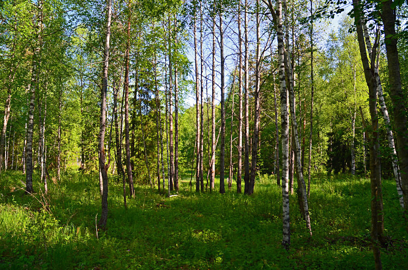 Nuuksio National Park, Uusimaa, Finland - North east Finland