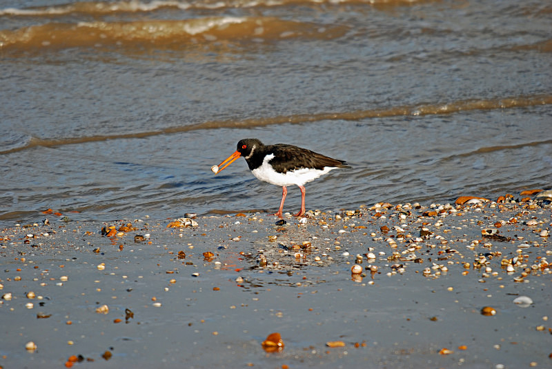Oystercatcher - Oystercatchers