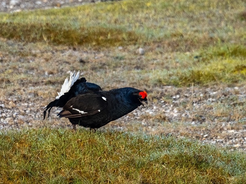 Black Grouse - Game birds