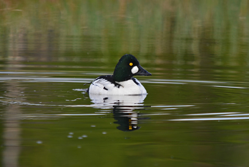 Goldeneye - North east Finland