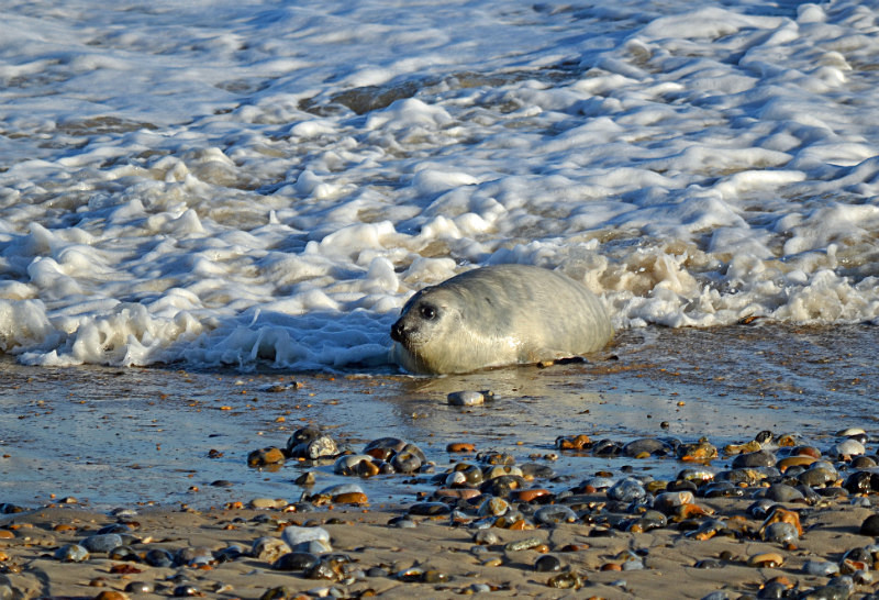 Atlantic Grey Seal - Atlantic Grey Seals