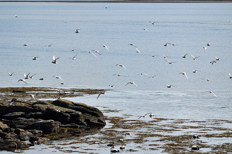 Arctic Terns - Westfjords