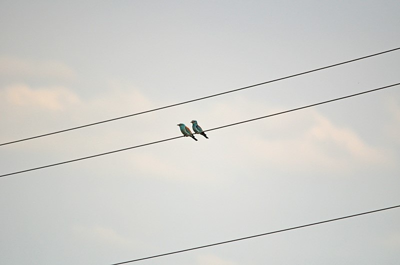 European Rollers - Bulgaria