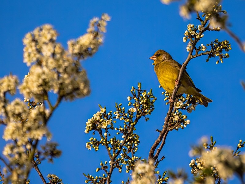 Greenfinch - Finches