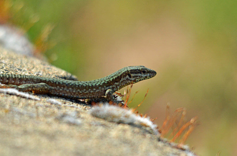 Common Wall Lizard - West Macedonia