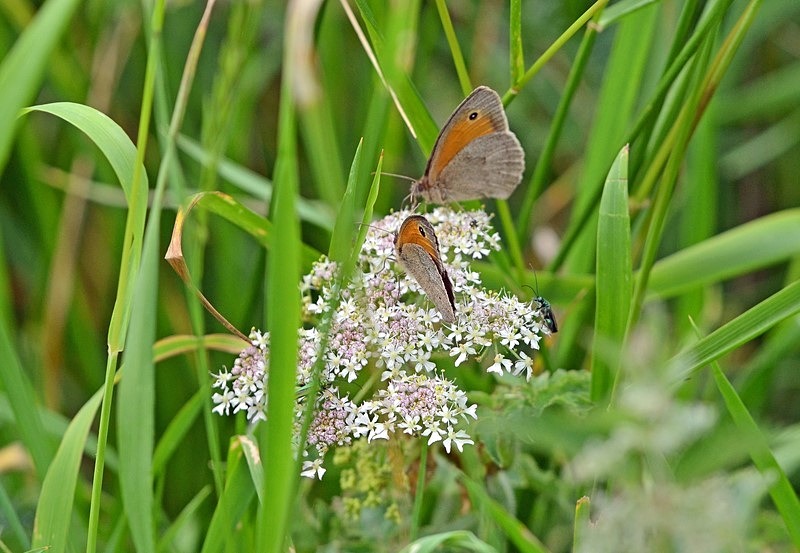 Meadow Browns - Butterflies