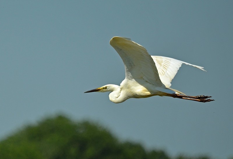 Great White Egret - Hungary