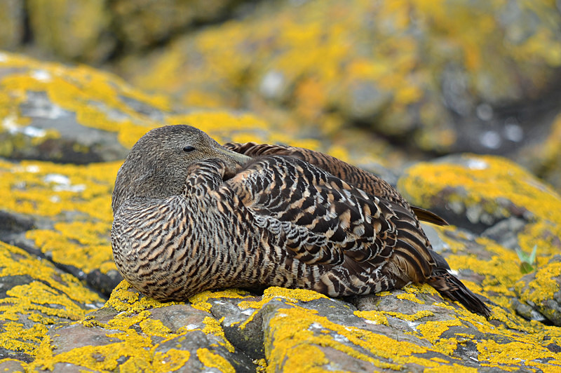 Eider - Diving ducks