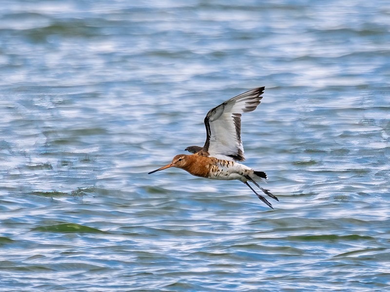 Black-tailed Godwit - Sandpipers
