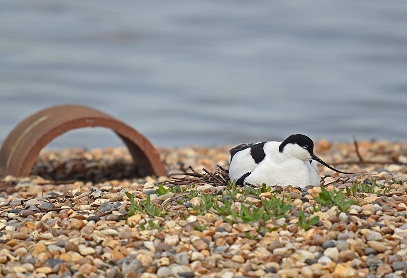 Avocet - Avocets and stilts