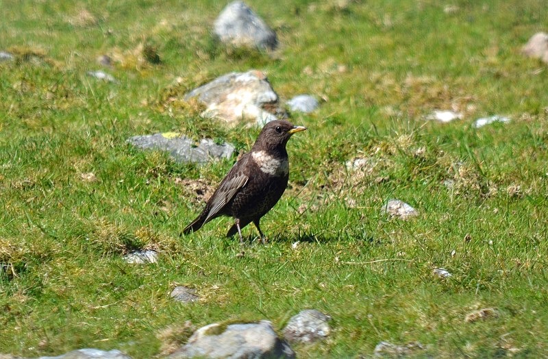 Ring Ousel - Thrushes