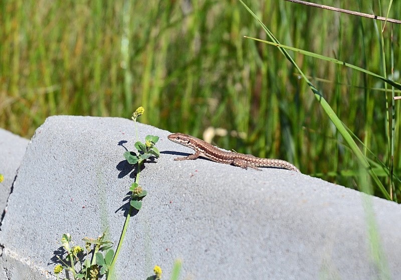 Common Wall Lizard - Bulgaria