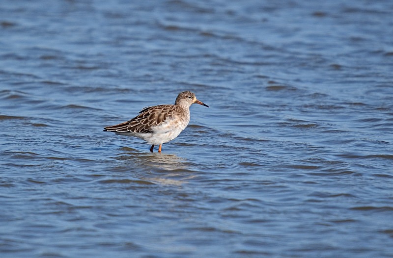 Ruff - Sandpipers