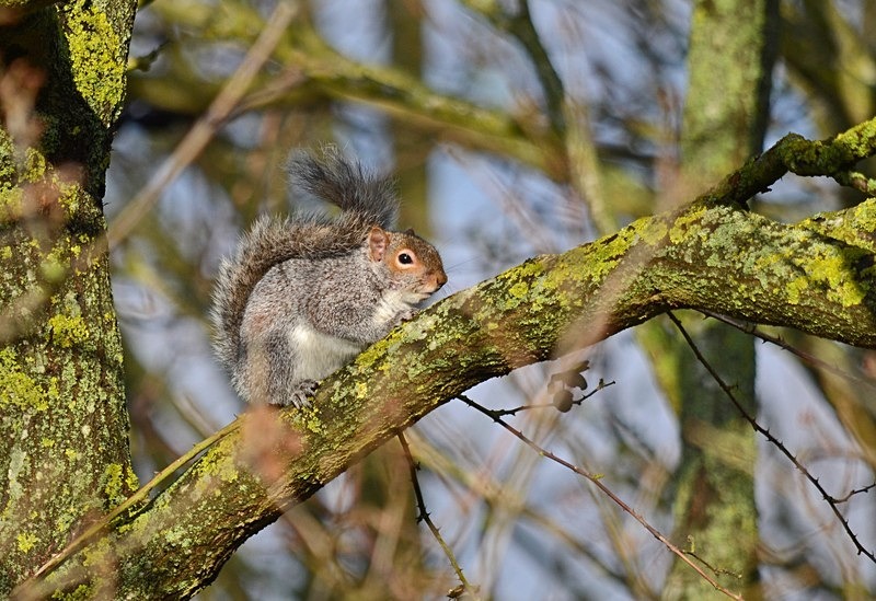 Grey Squirrel - Grey Squirrels