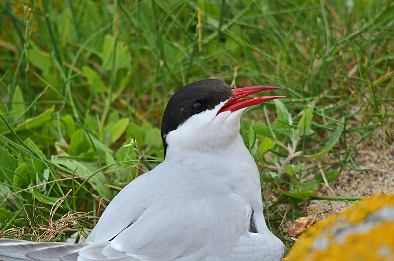 Arctic Tern - Terns