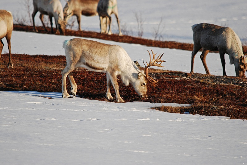 Reindeer - Norway
