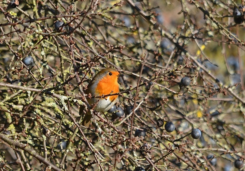 Robin - Robins
