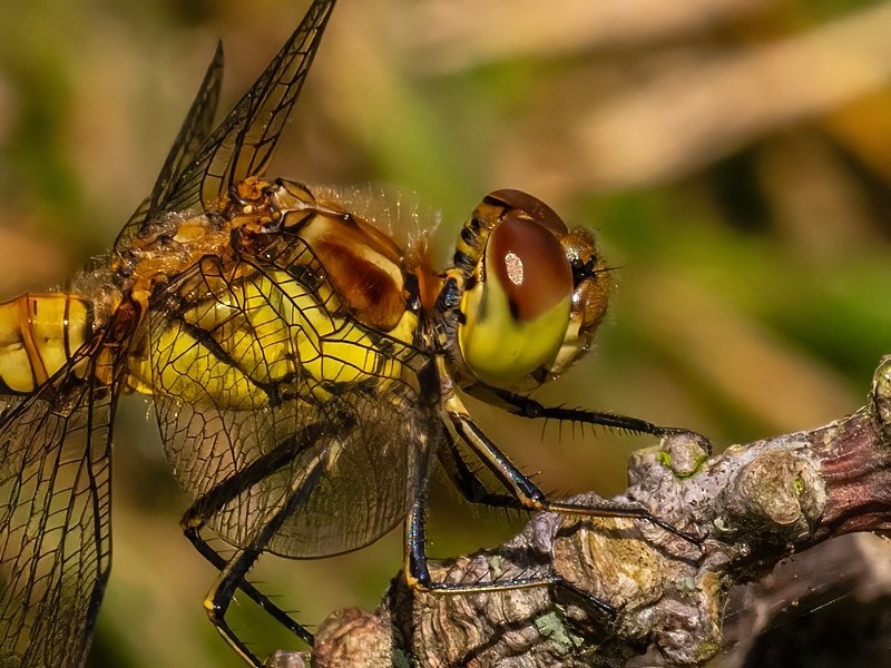 Common Darter - Dragonflies and damselflies