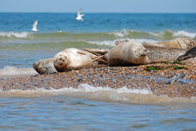 Common Seals - Common Seals