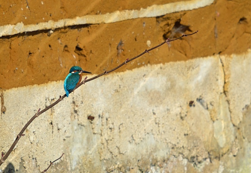 Kingfisher - Kingfishers