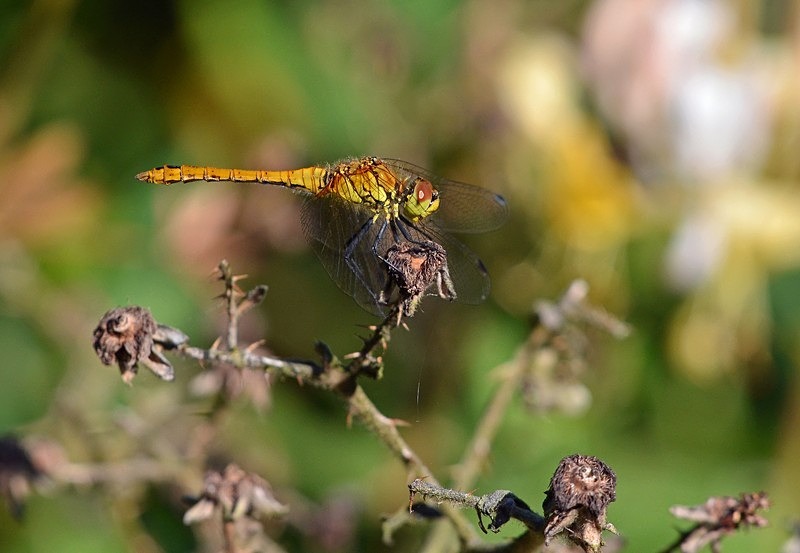 Ruddy Darter - Dragonflies and damselflies