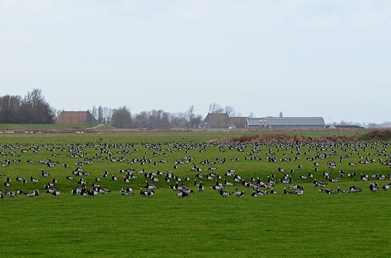 Barnacle Geese - Netherlands - December 2019
