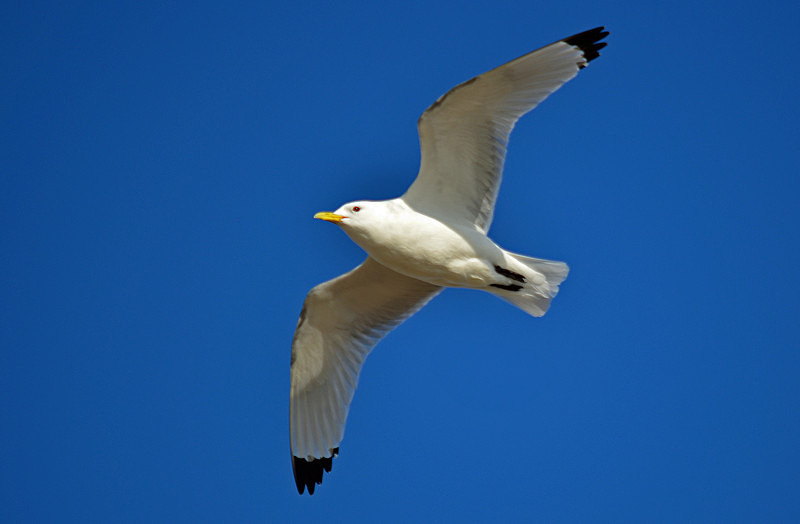 Kittiwake - Westfjords