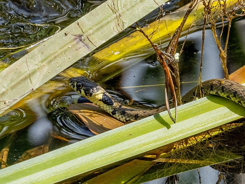 Grass Snake - Snakes