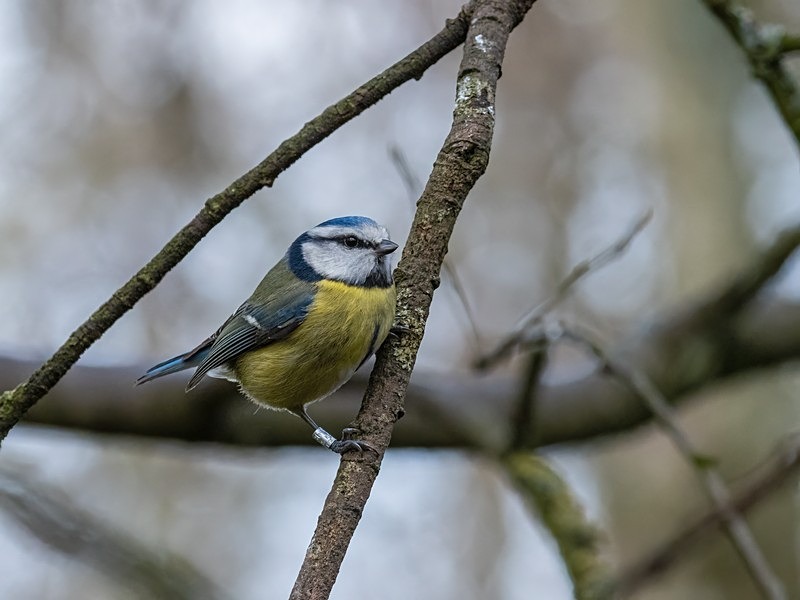 Blue Tit - Tits