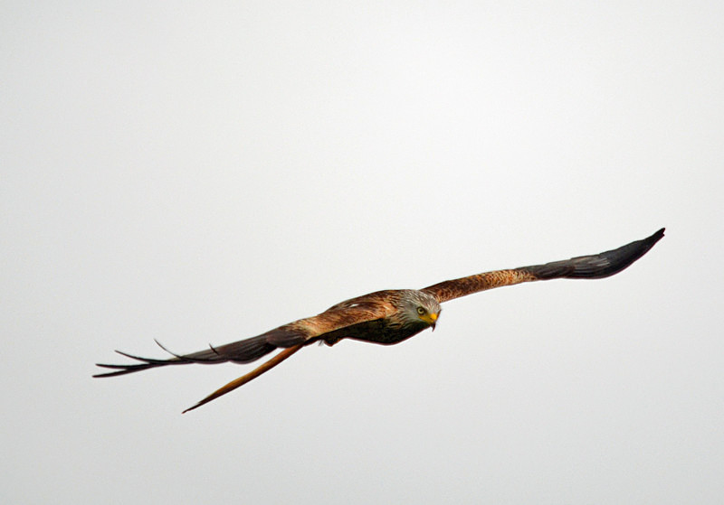 Red Kite - Birds of prey