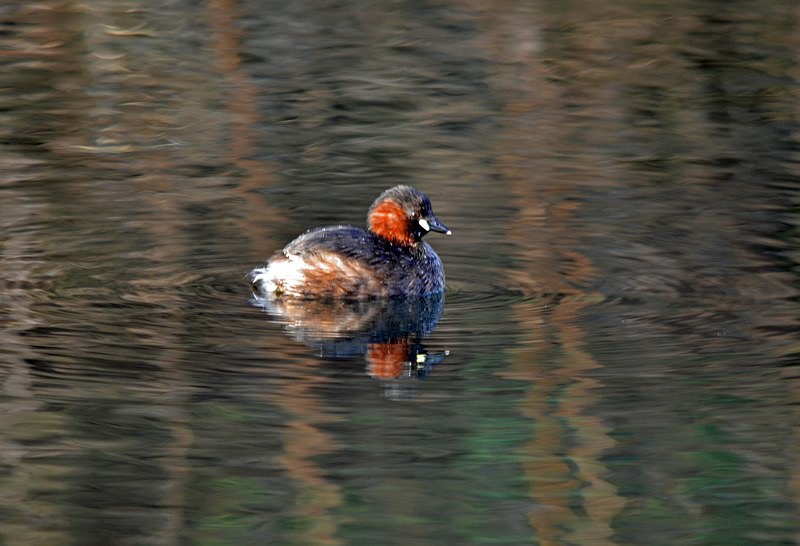 Little Grebe - Grebes