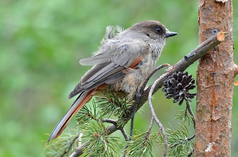 Siberian Jay - North Finland - part 1
