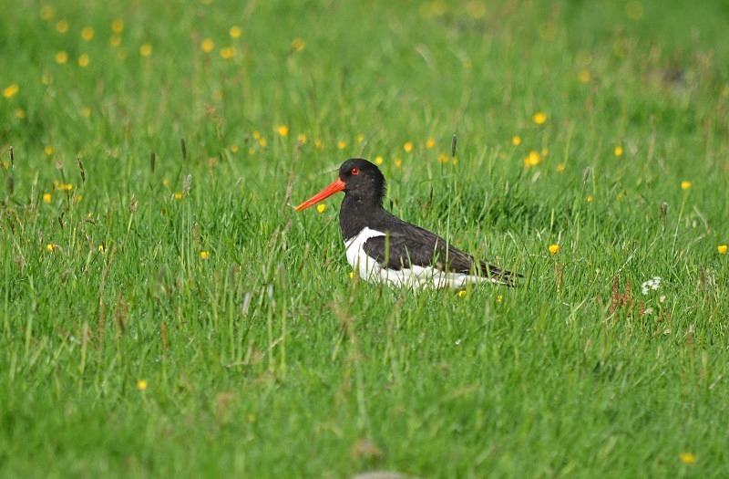 Oystercatcher - Oystercatchers