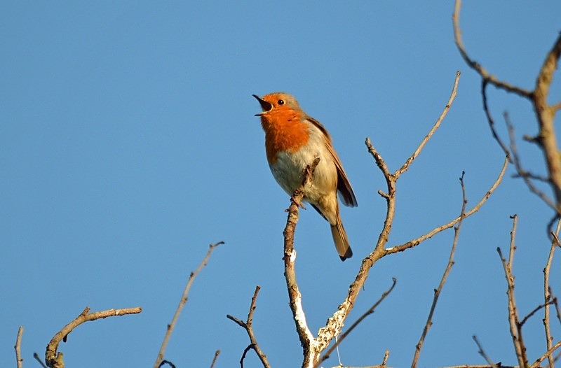 Robin - Robins