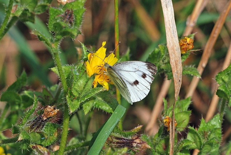 Small White - Butterflies