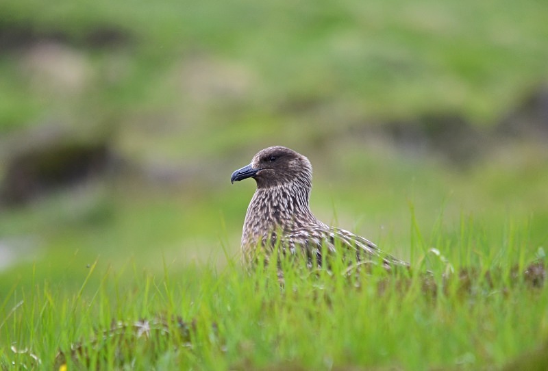 Great Skua - Skuas and shearwaters