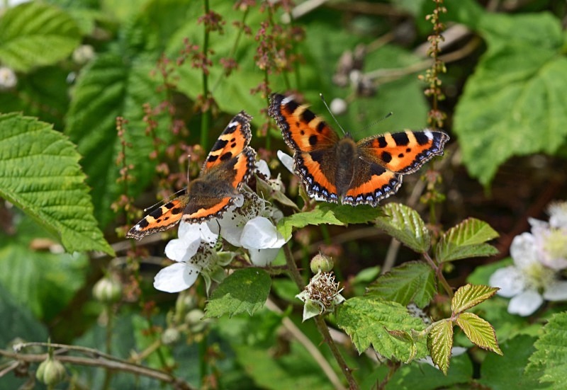 Small Tortoiseshell - Butterflies