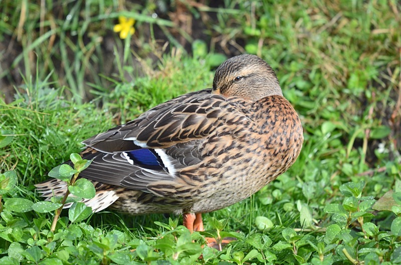 Mallard - Dabbling ducks