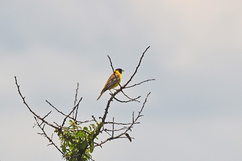 Black-headed Bunting - Bulgaria
